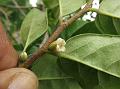 Green Ebony Persimmon